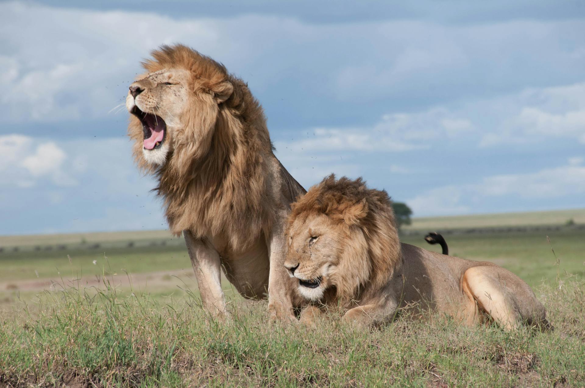 Lions - Maasai Mara