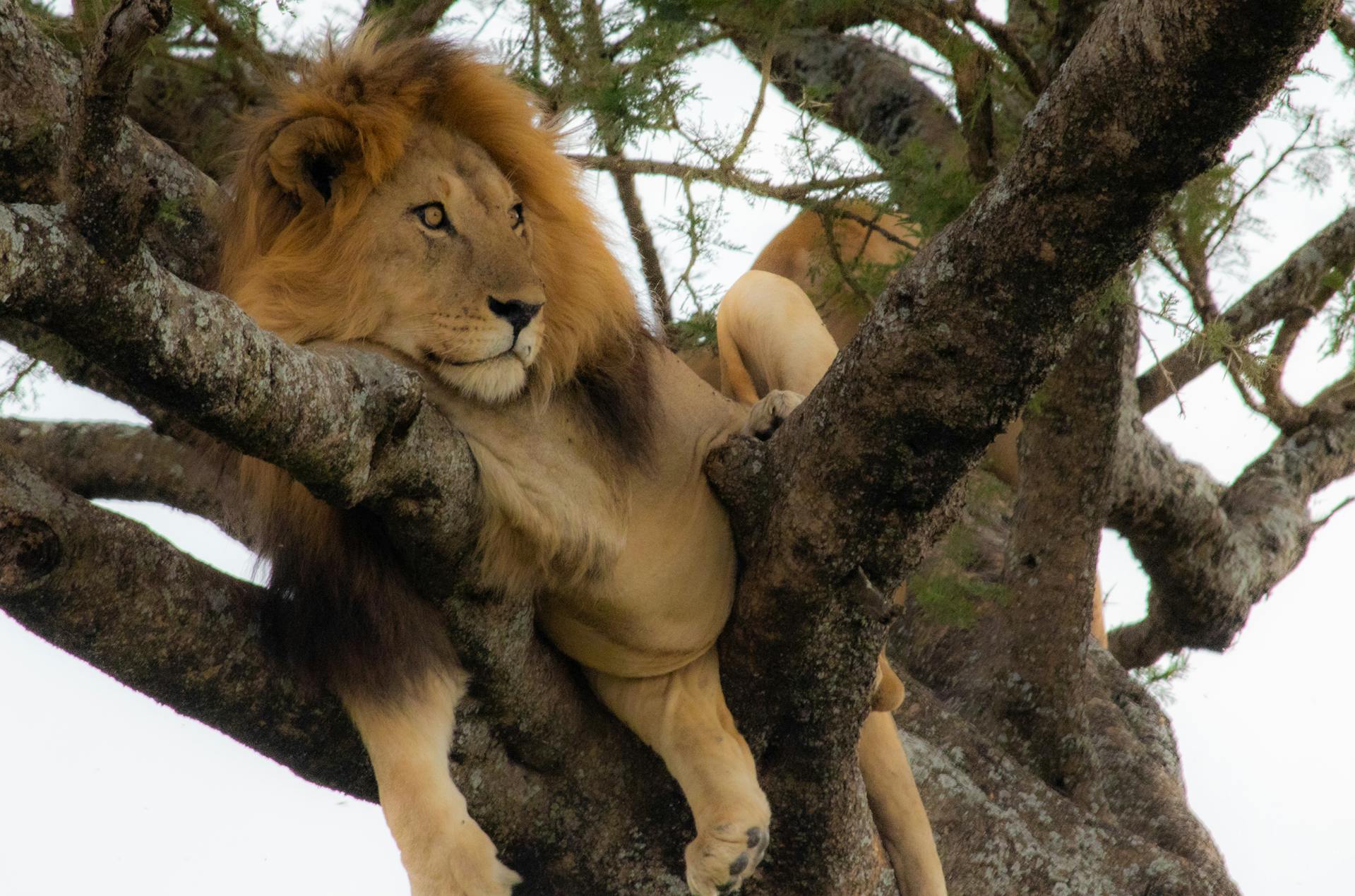 Lake Manyara lions