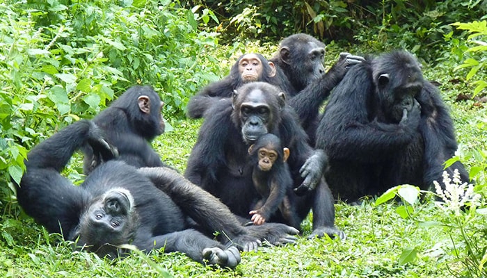 Uganda gorilla trekking Bwindi